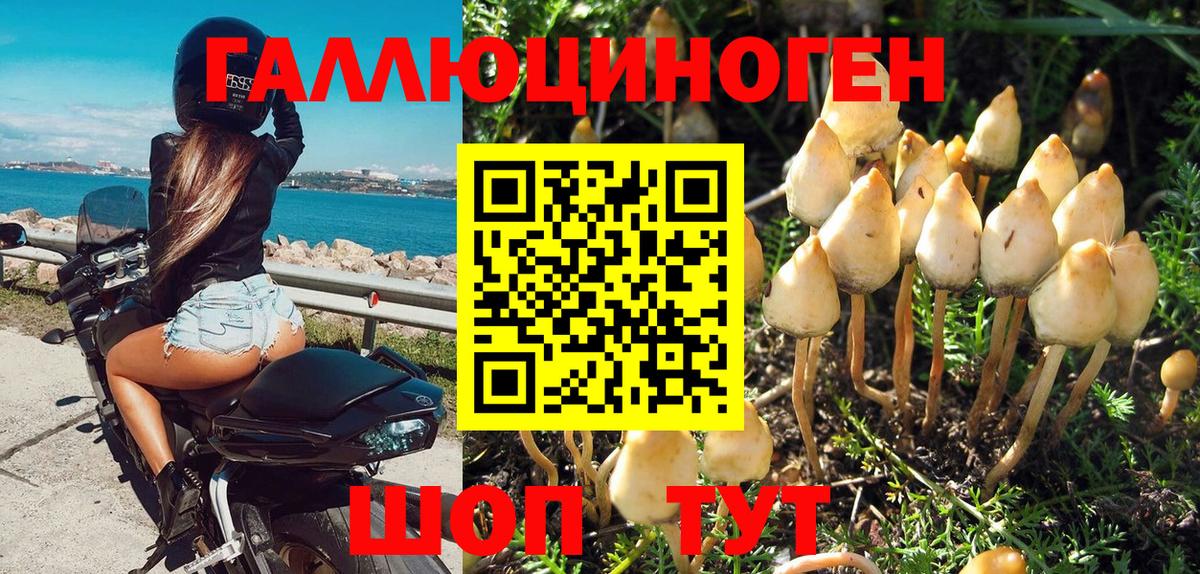 Черняховск  Псилоцибиновые грибы Psilocybine cubensis  Вход с VPN 